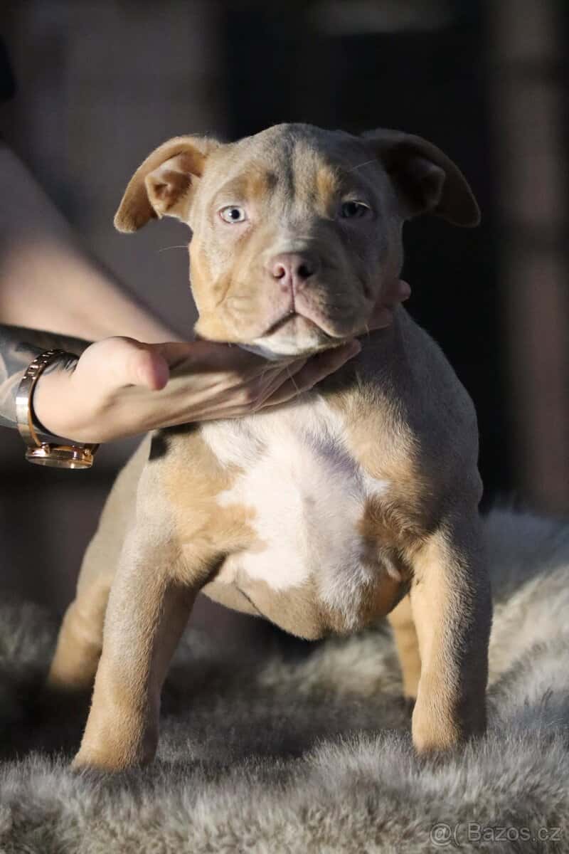 American Bully 5