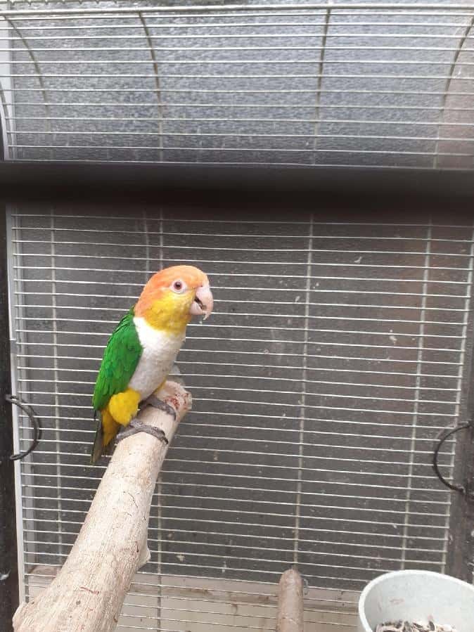 Amazonek černotemenný 3