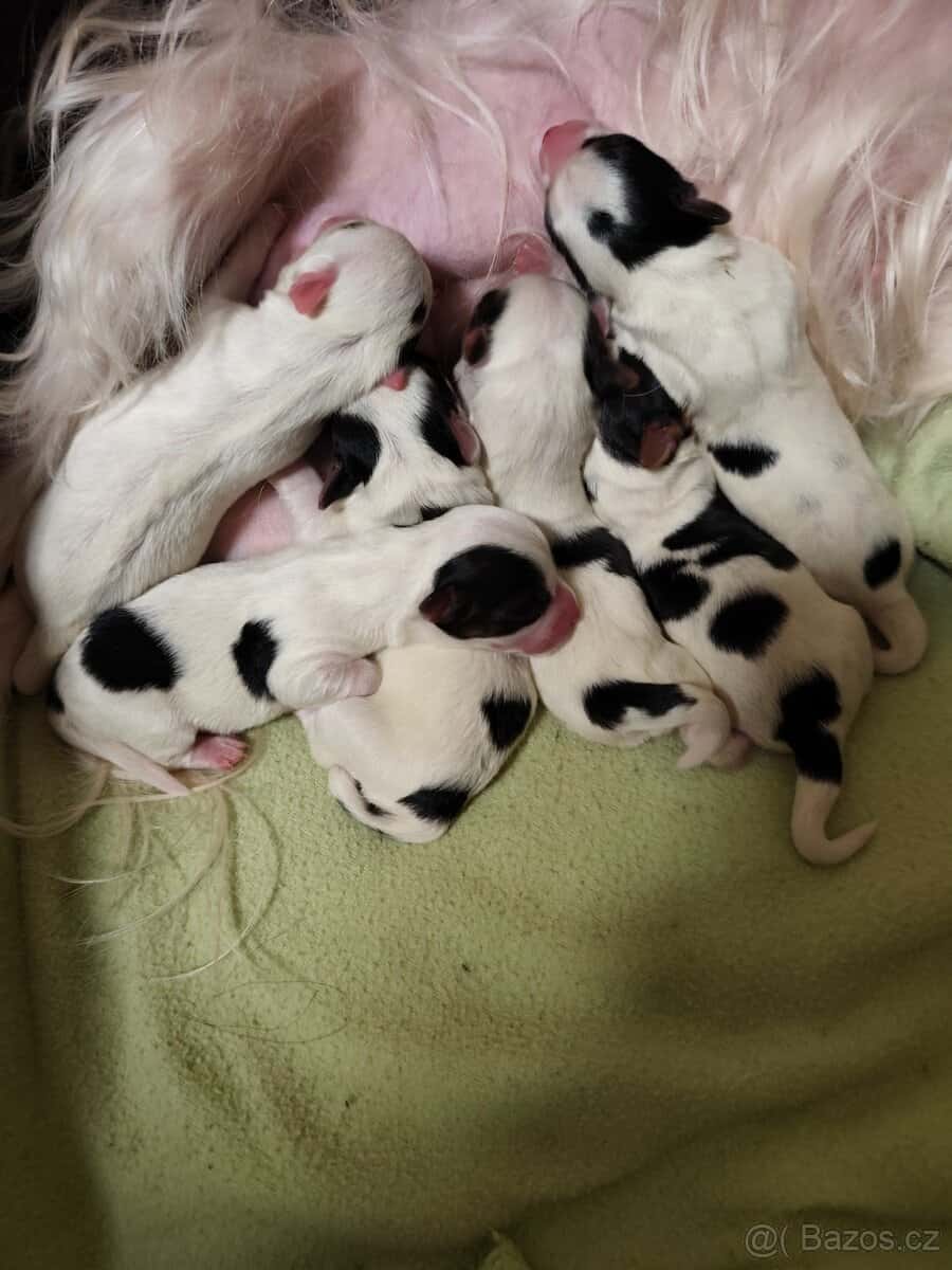 Yorkšírský teriér 2