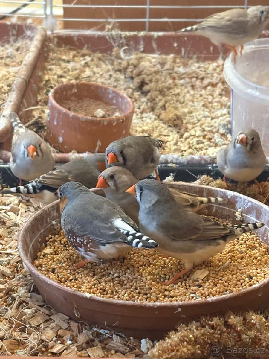 Zebřička pestrá 2