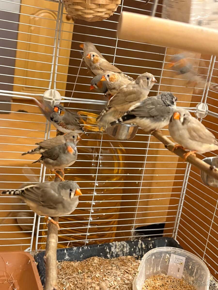 Zebřička pestrá 3