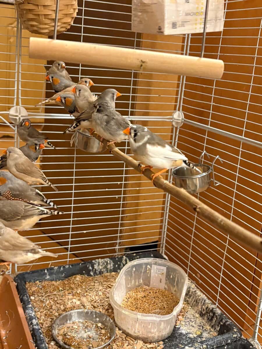 Zebřička pestrá 4