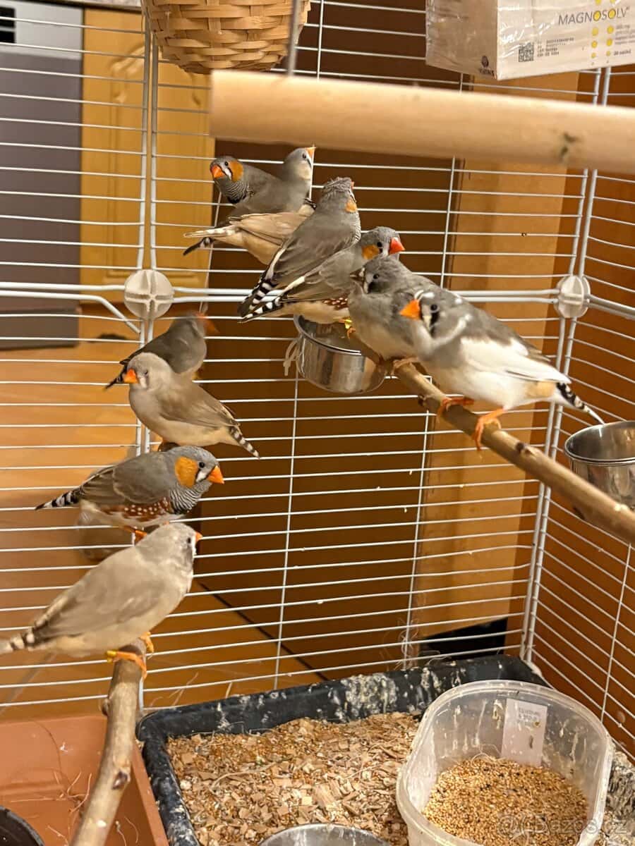 Zebřička pestrá 5