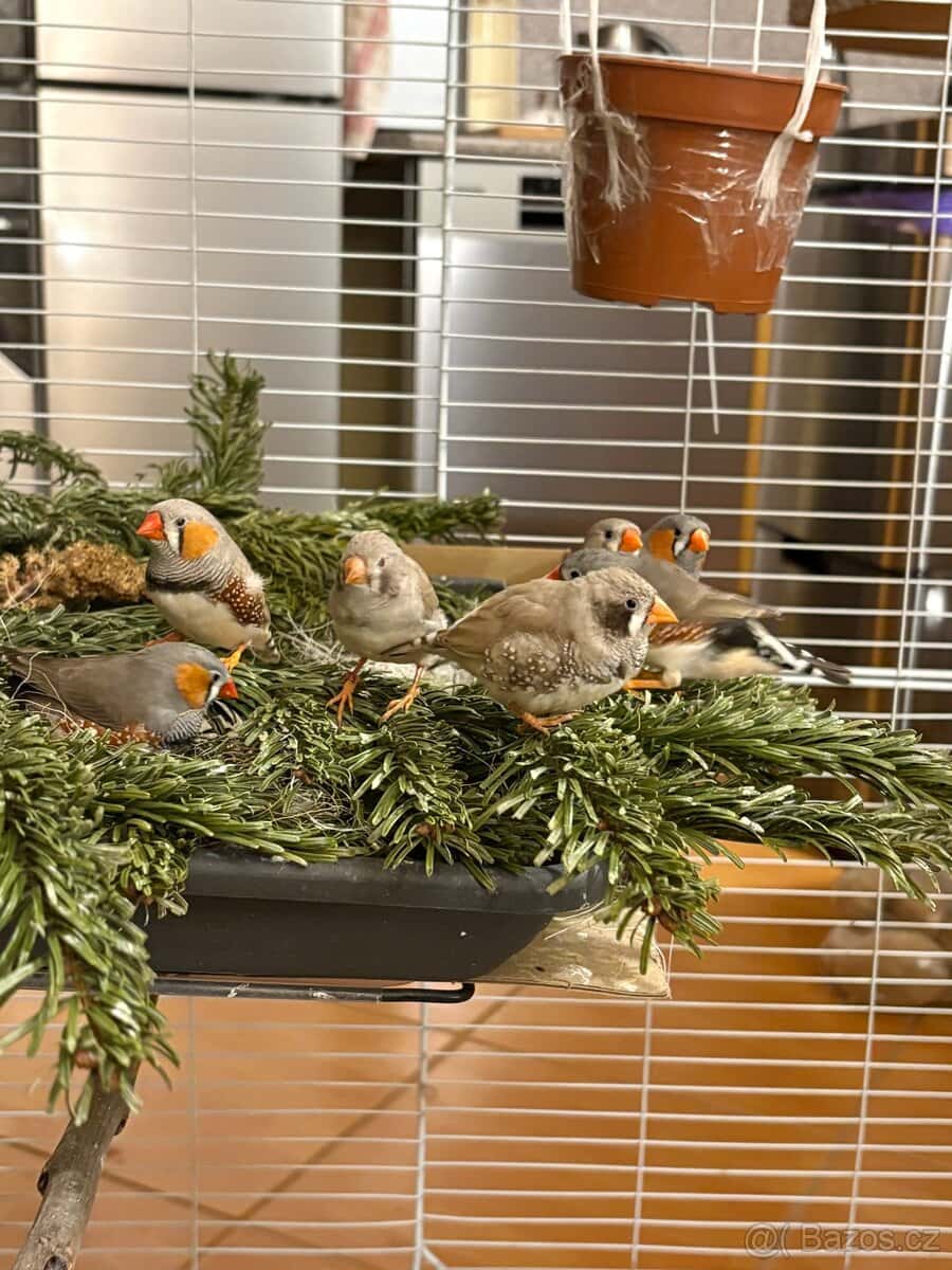 Zebřička pestrá 6