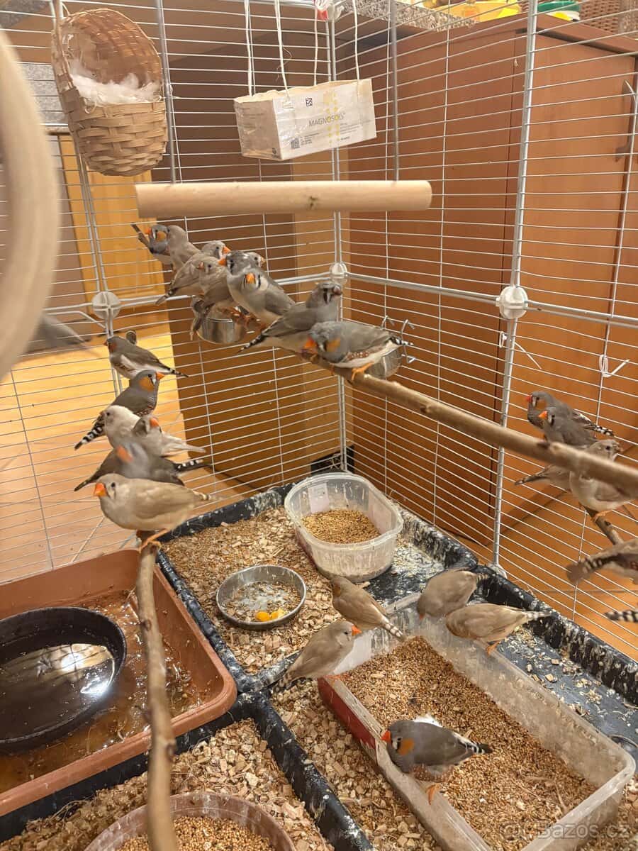 Zebřička pestrá 7