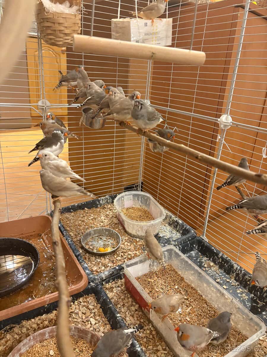 Zebřička pestrá 9