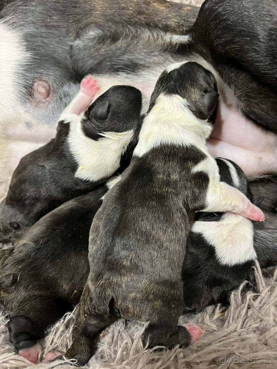 Bostonský teriér 2