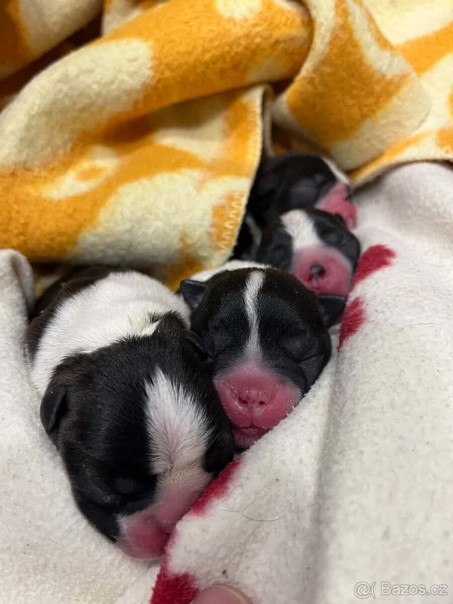 Bostonský teriér 3