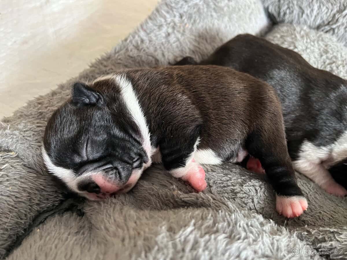 Bostonský teriér 5