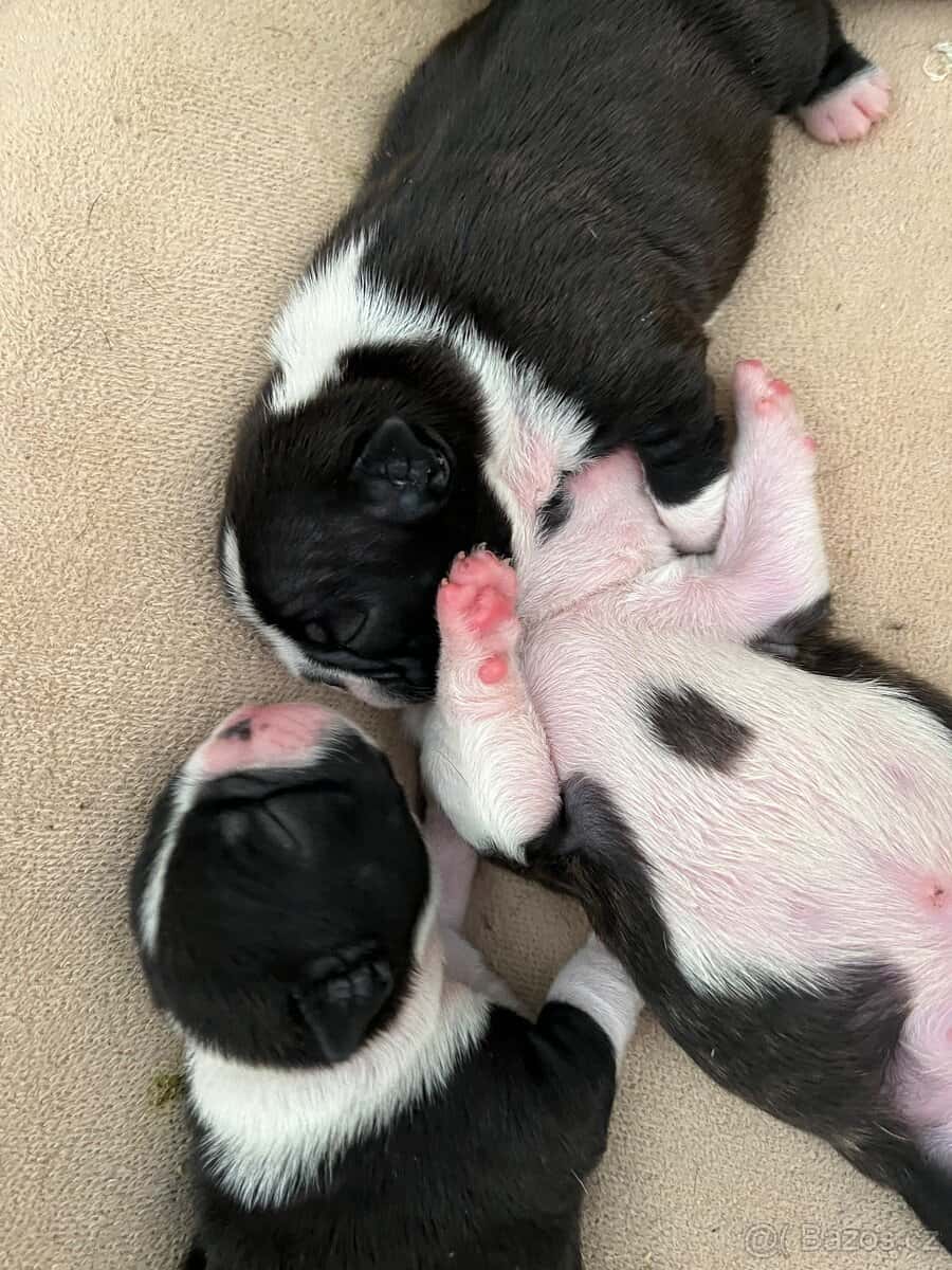 Bostonský teriér 7