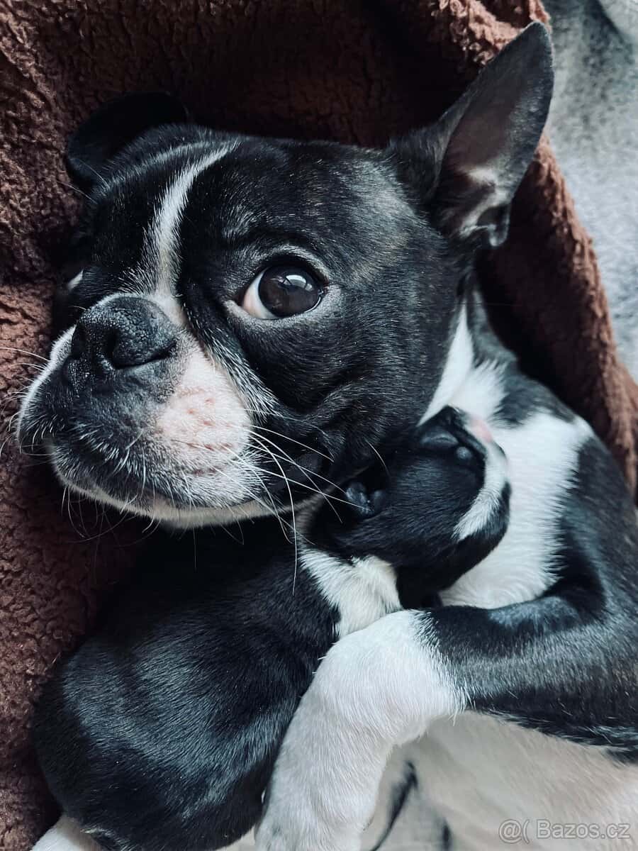 Bostonský teriér 8