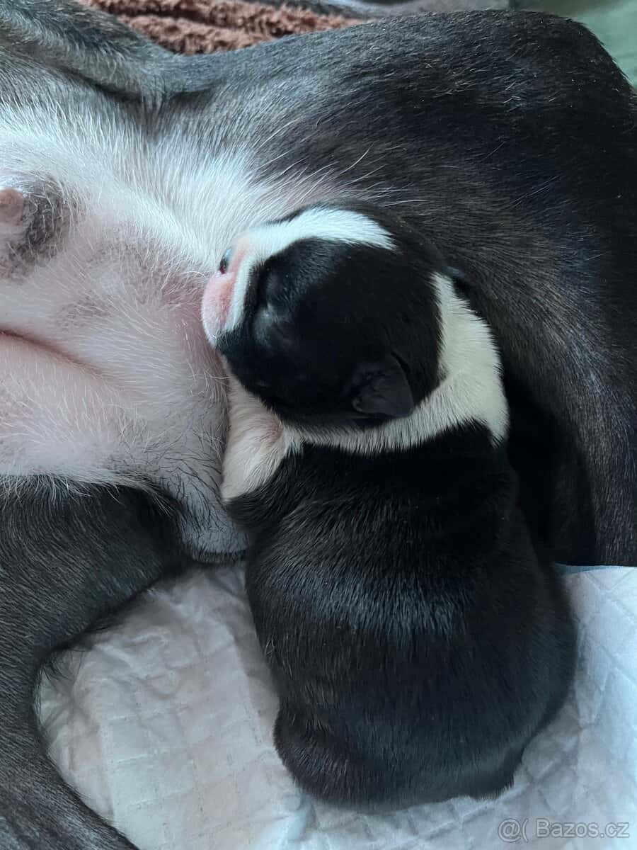 Bostonský teriér 9