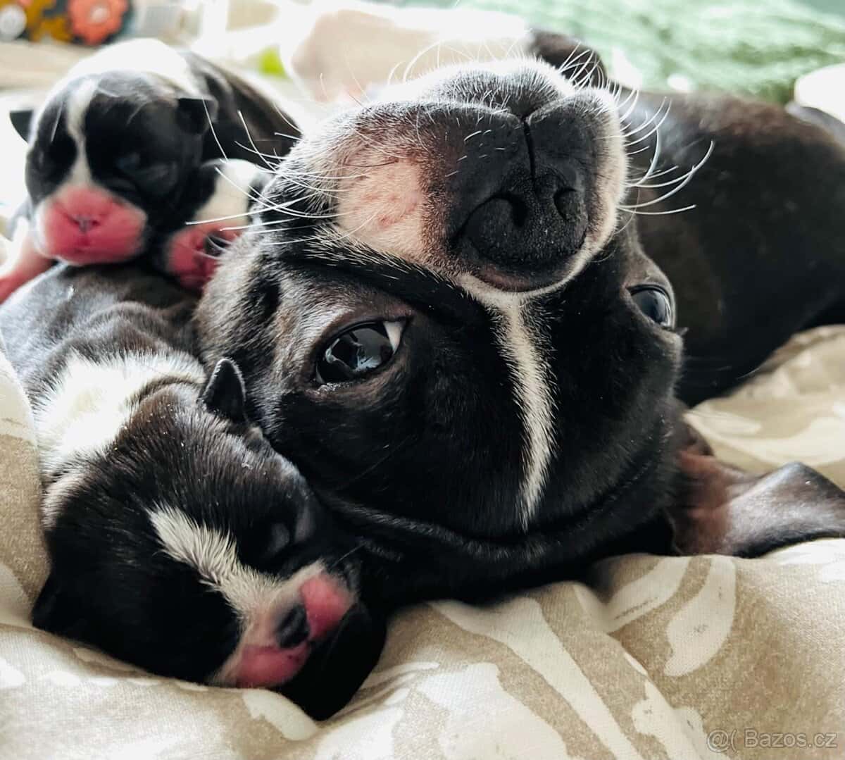 Bostonský teriér 10