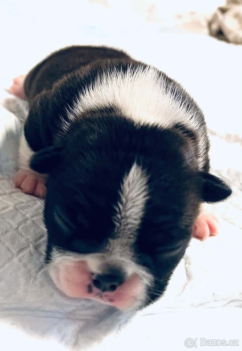 Bostonský teriér 12