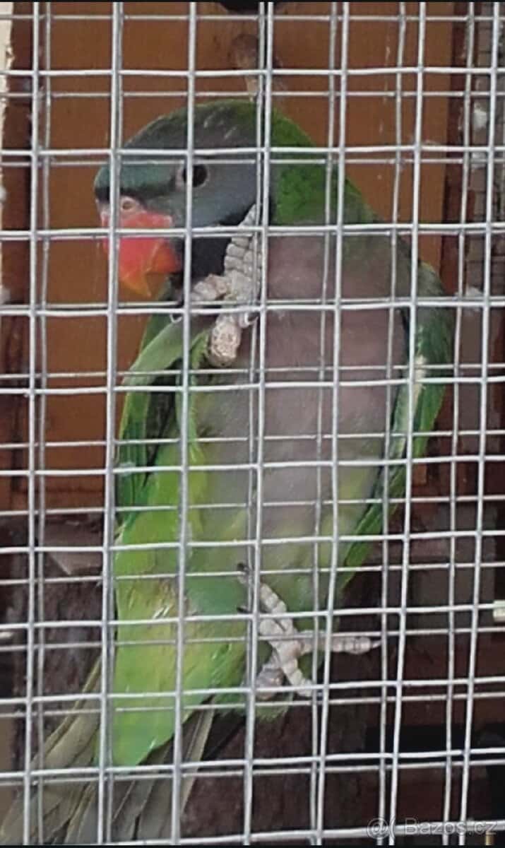 Prodam Alexandr čínský 1