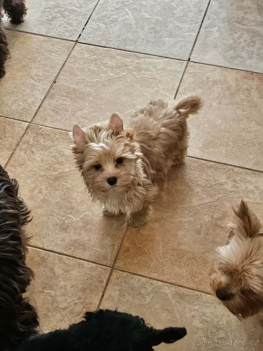 Jorkšírský terier 2