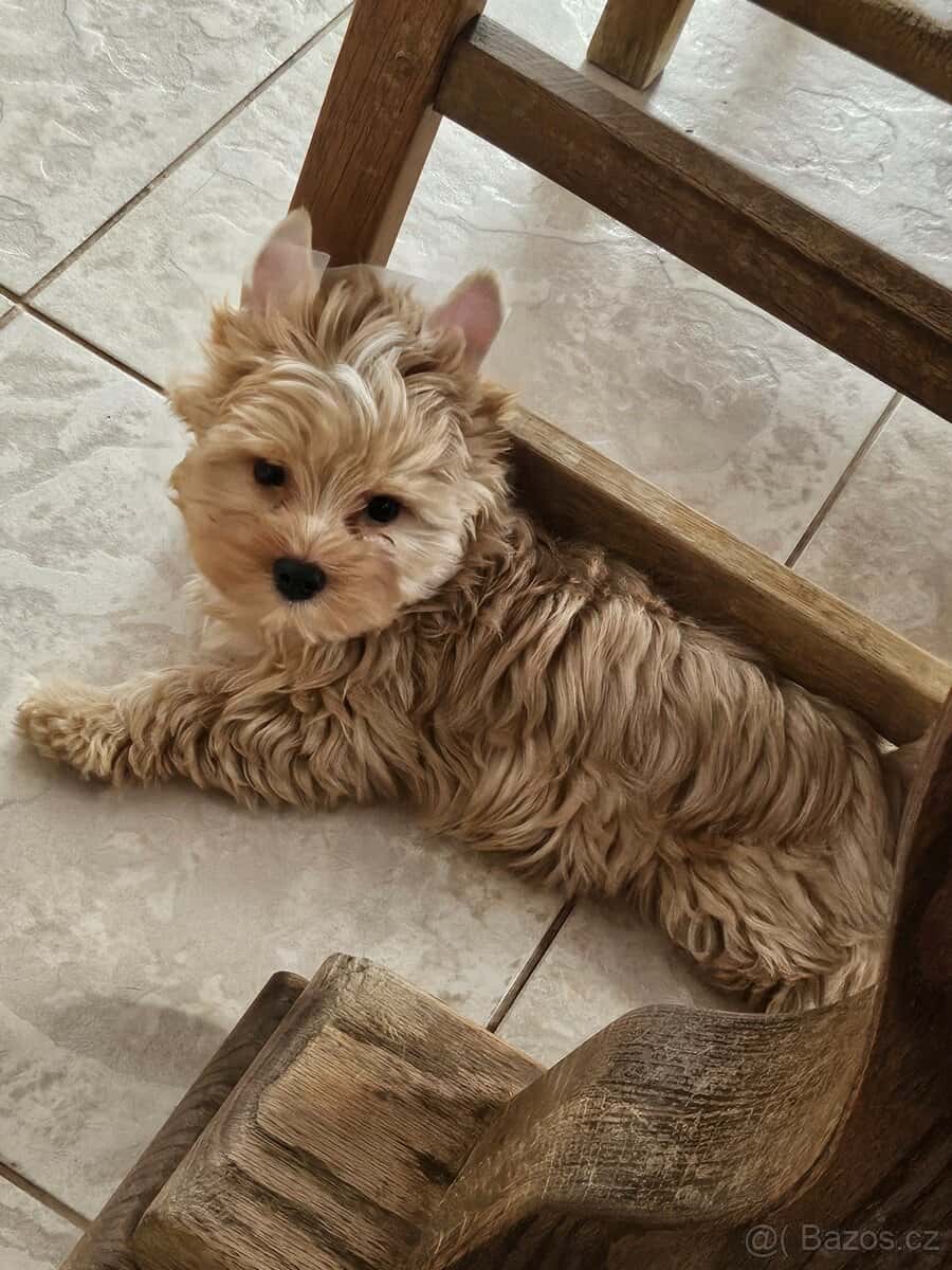 Jorkšírský terier 4