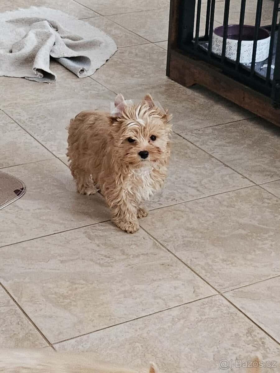 Jorkšírský terier 5