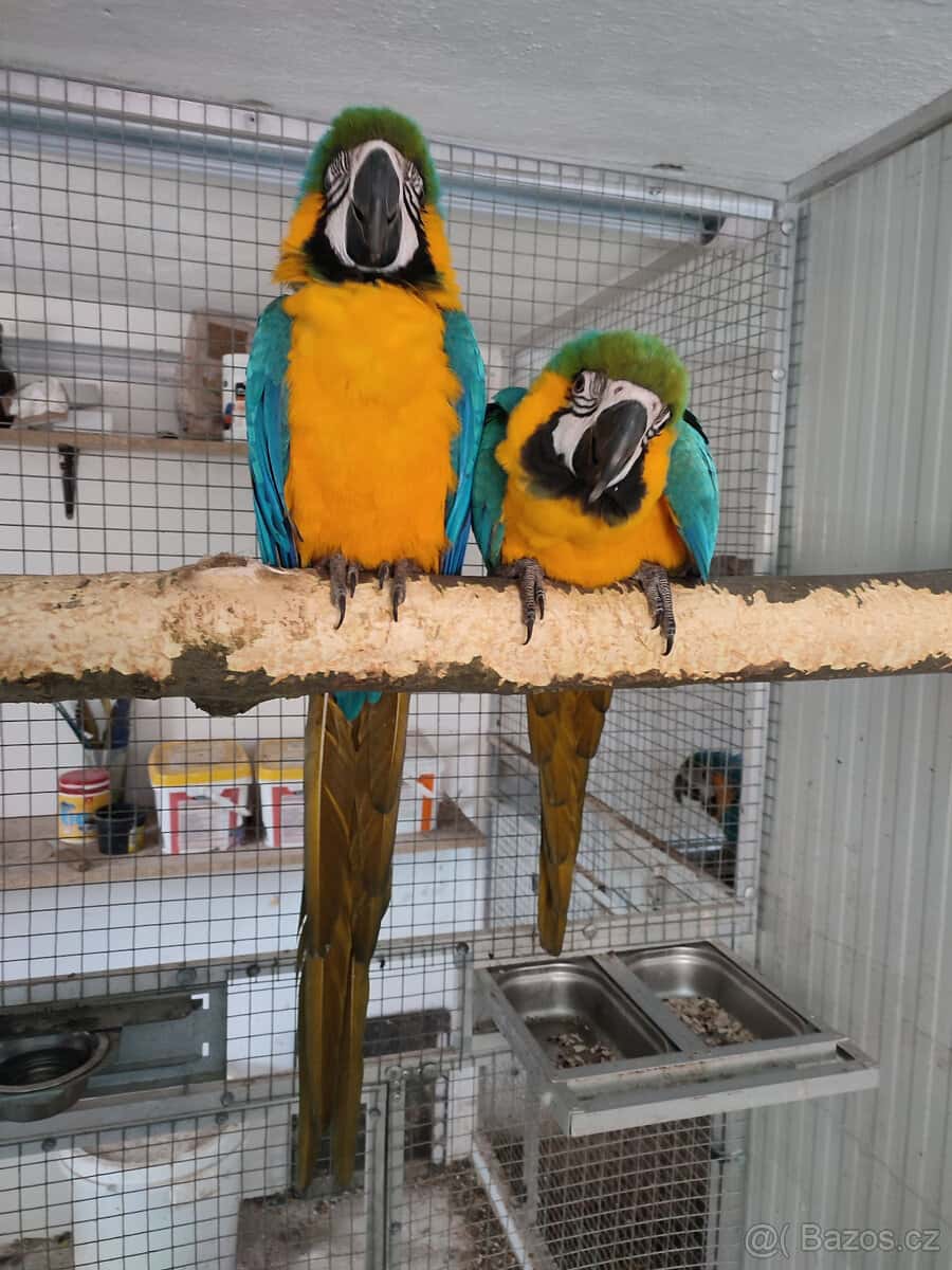 Ara Ararauna r. 2024 2