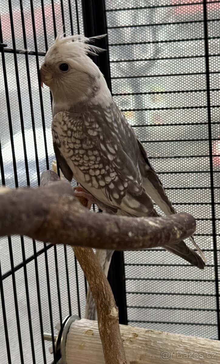 Korela bělohlavá samec 3