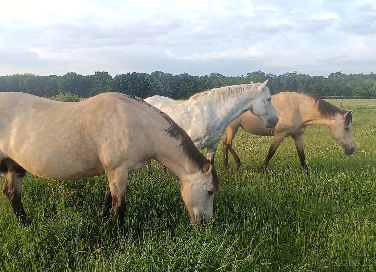 Charakterní valášek 6