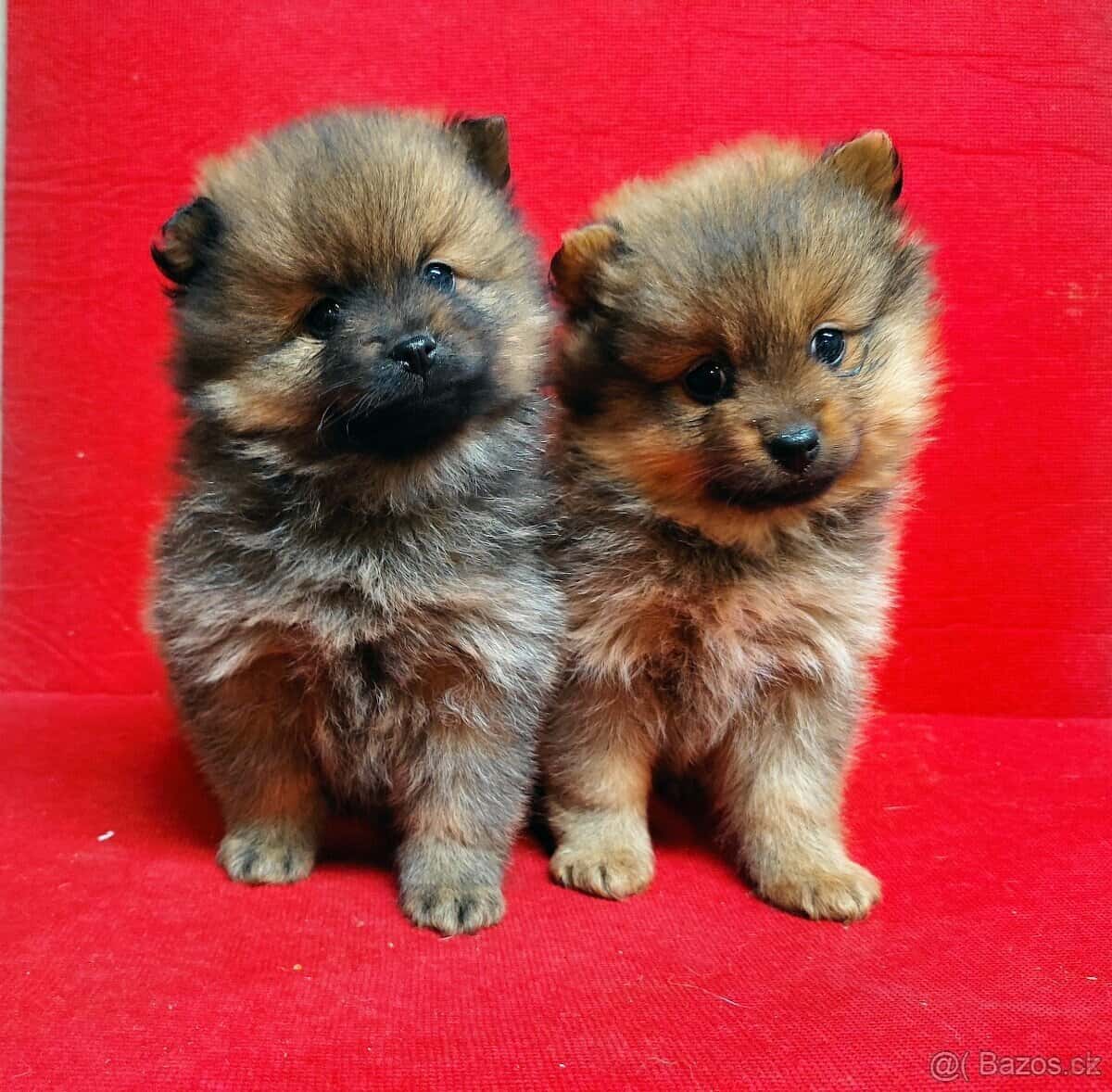 Pomerian mini 2