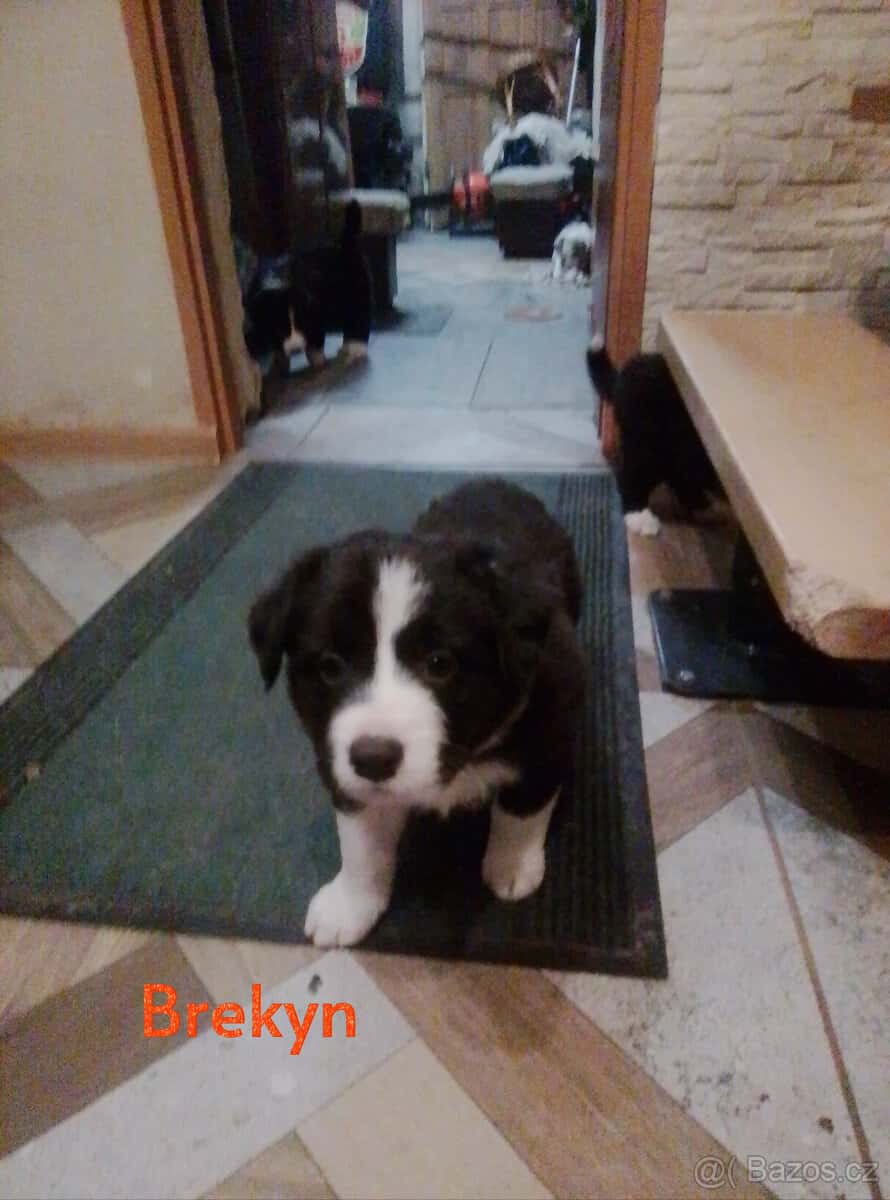 štěňata border collie 2
