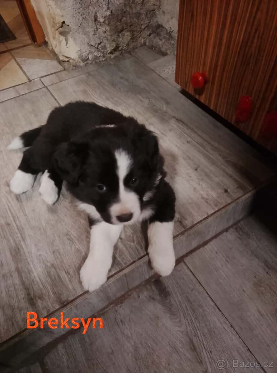 štěňata border collie 4