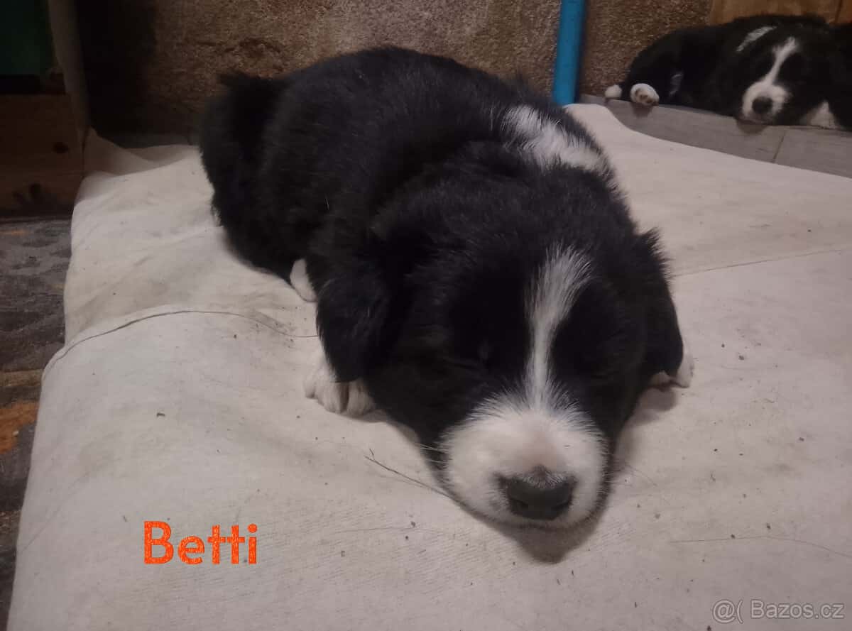 štěňata border collie 5