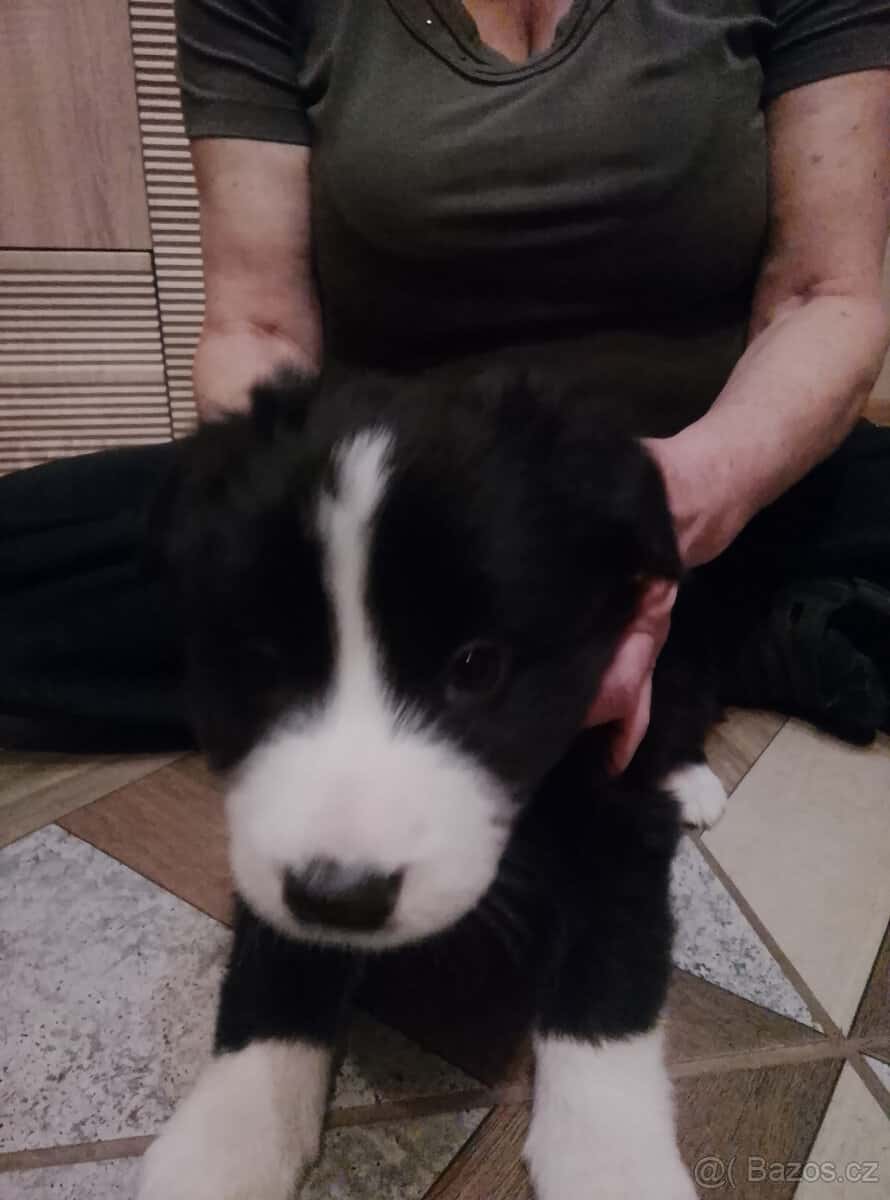 štěňata border collie 7