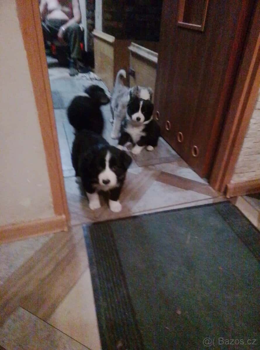 štěňata border collie 8