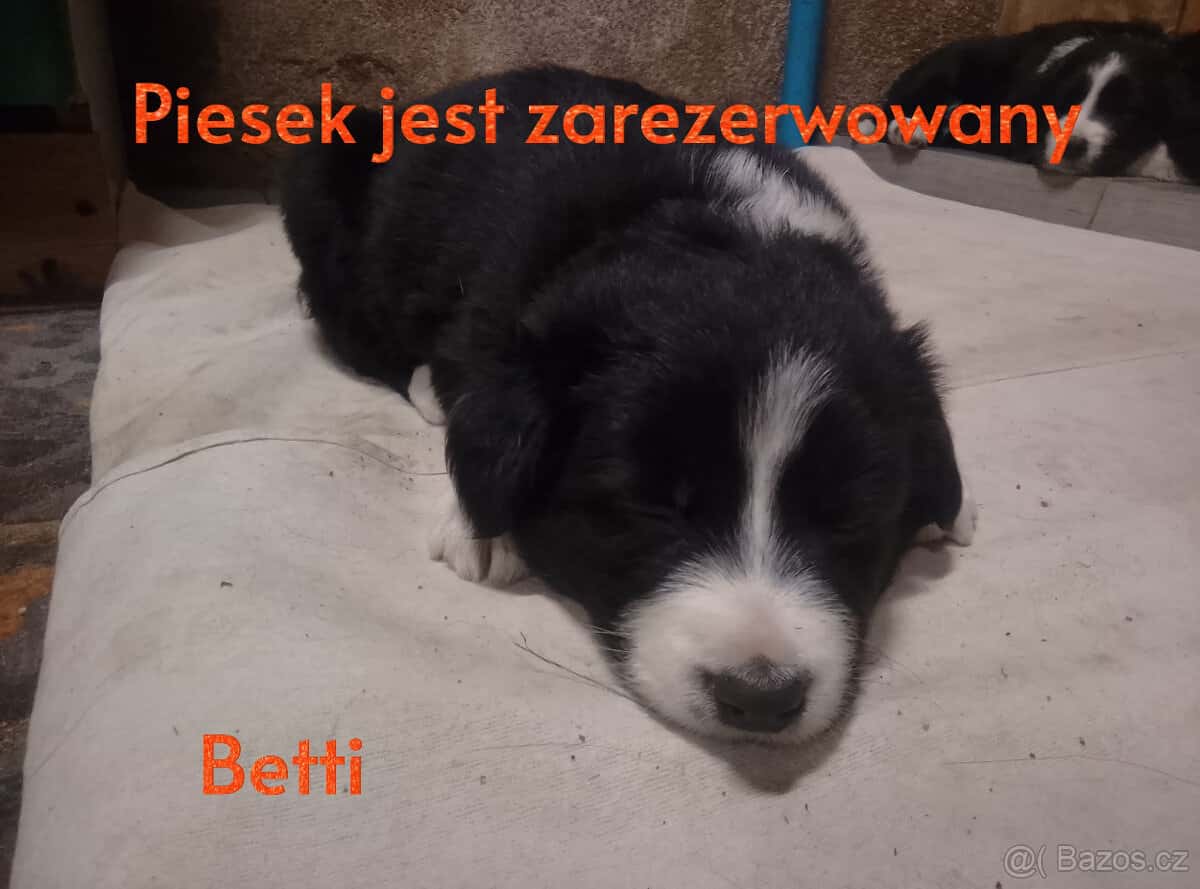 štěňata border collie 9