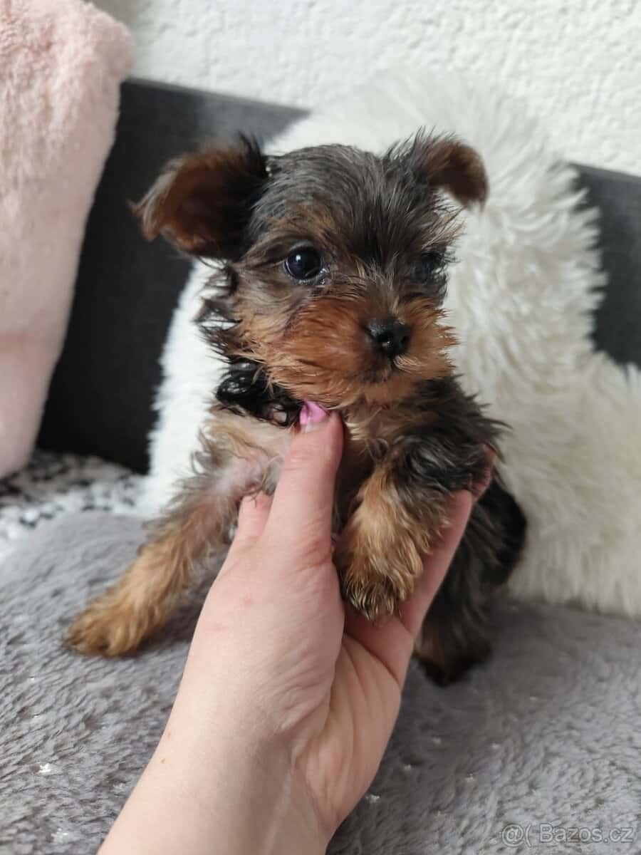 Jorkšírský teriér 3