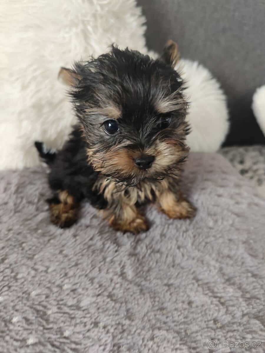 Jorkšírský teriér 4