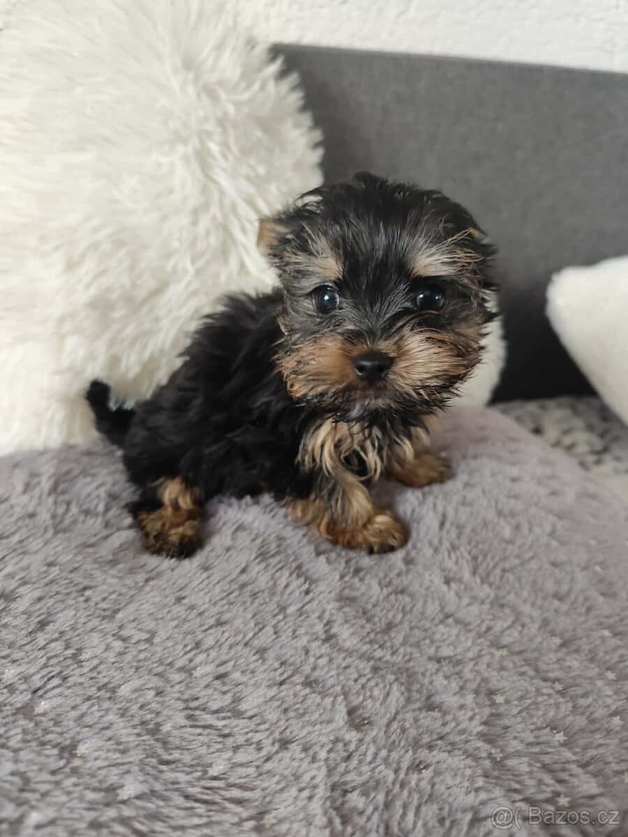 Jorkšírský teriér 5