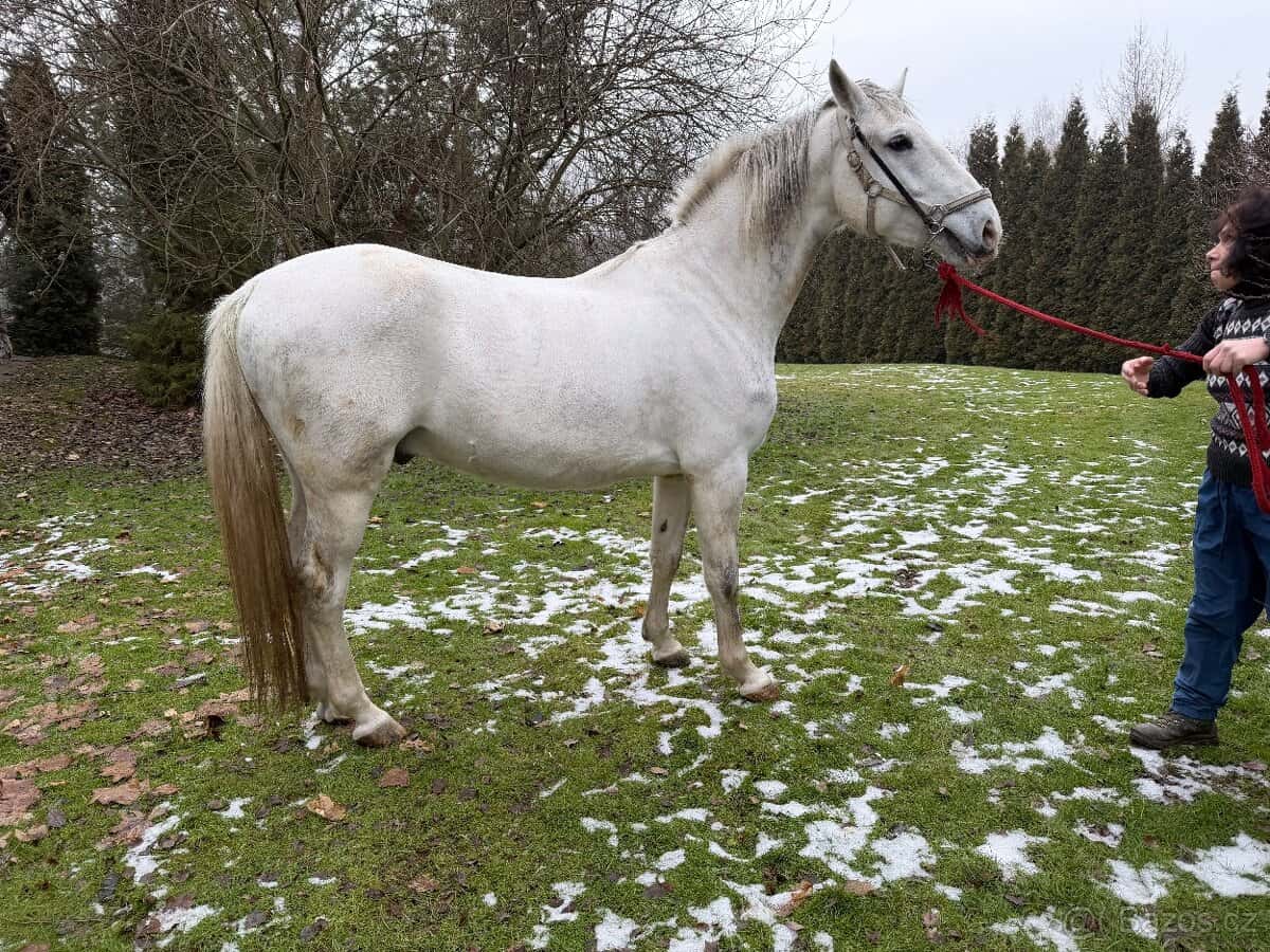 Lipický kůň 1