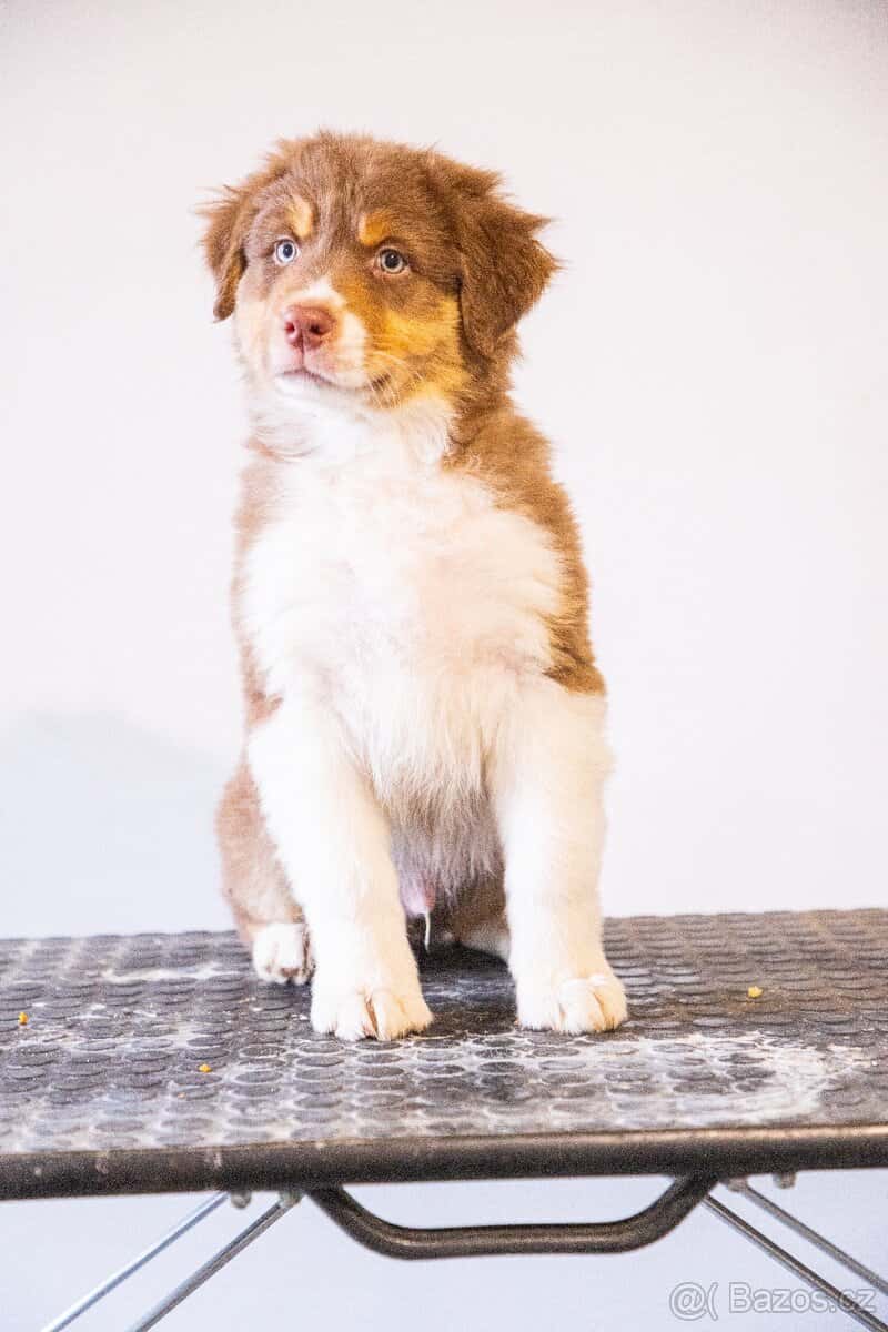 Australsky ovčak 4