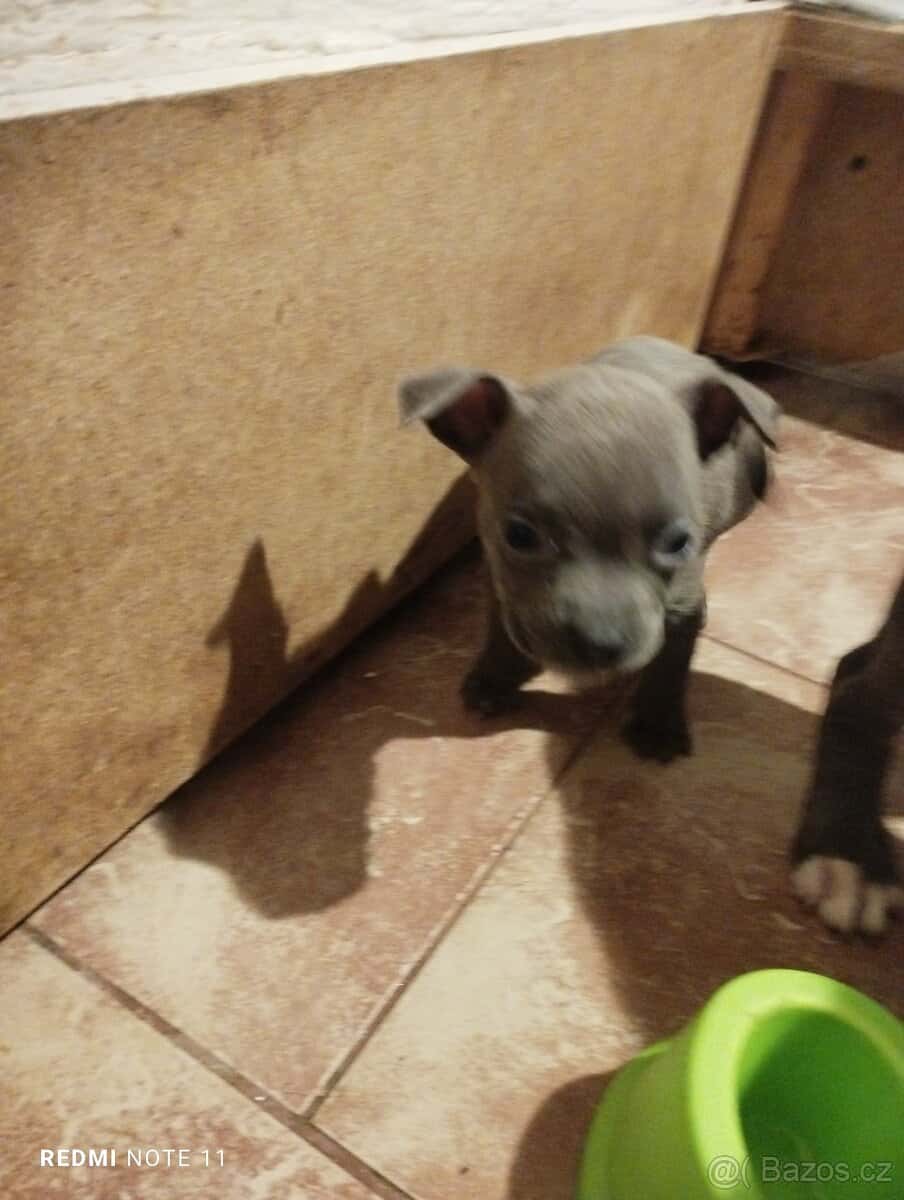 Štěňata Stafford 5