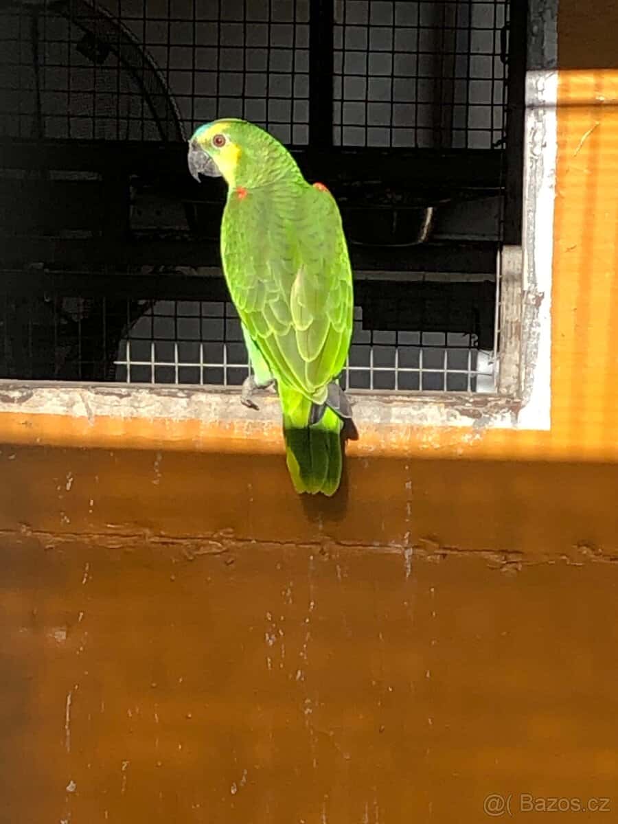 Amazoňan modrocely 4