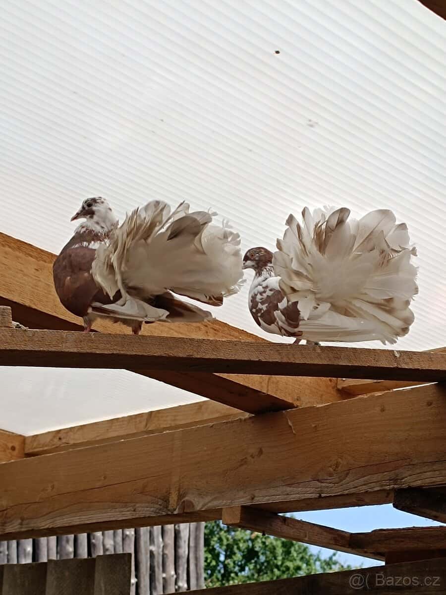 Holuby 3