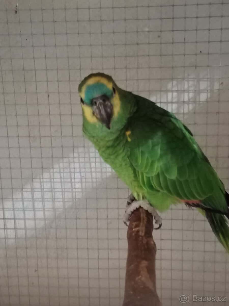 Amazoňan modročelý 1