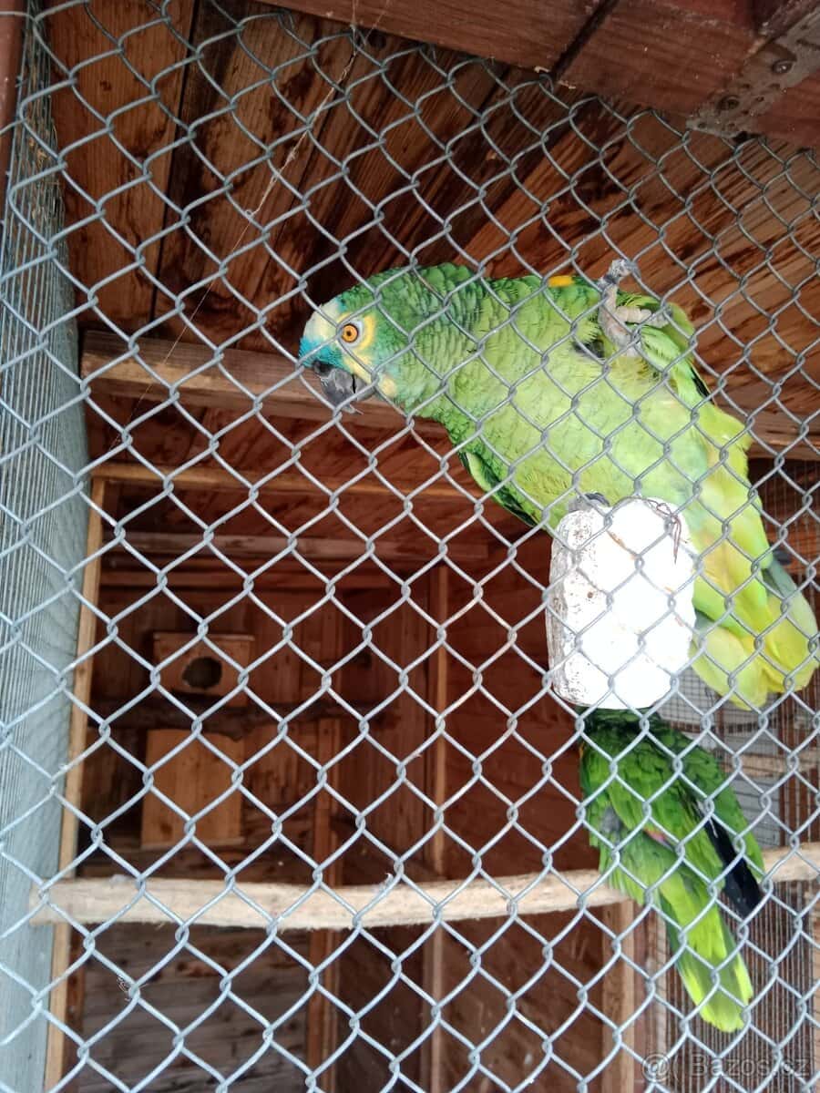 Amazoňan modročelý 5