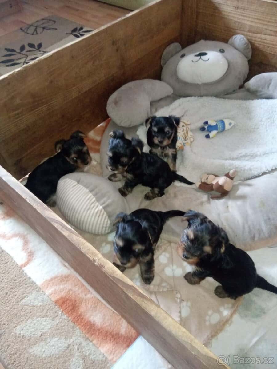 Yorkširsky teriér 3