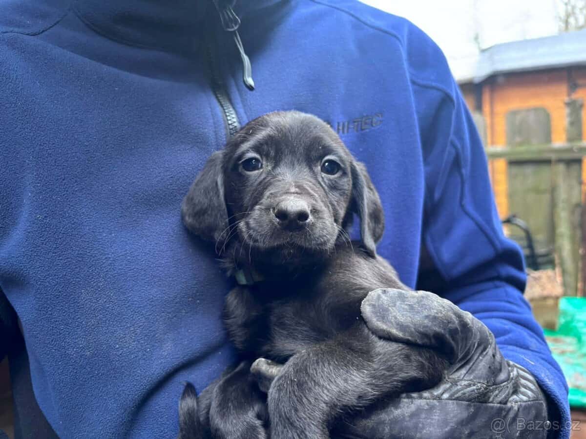 Prodám štěňata 1