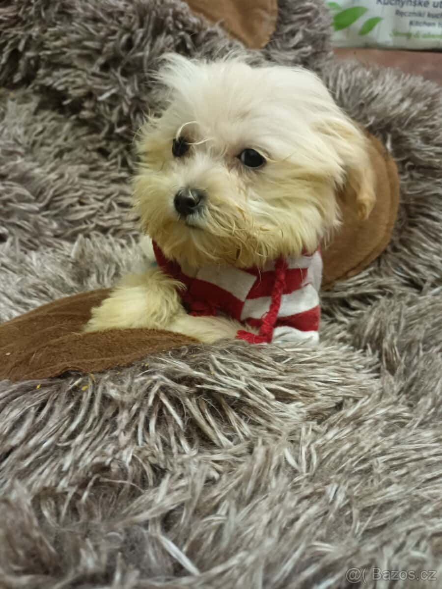 Maltipoo mini 2