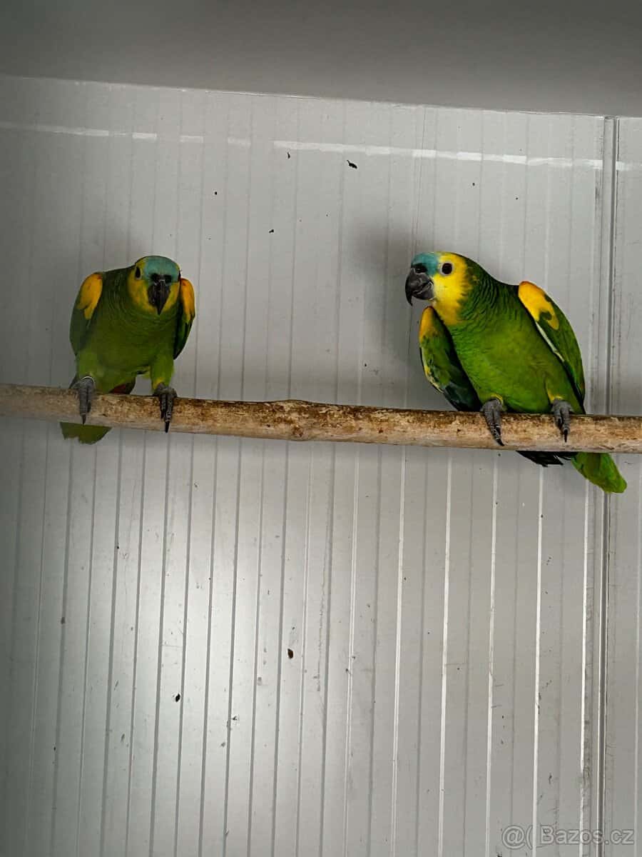 Amazoňan modročelý 1