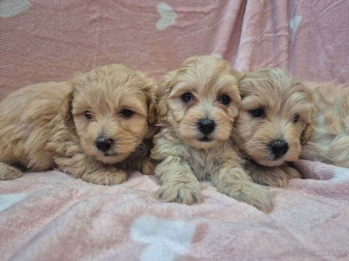 Maltipoo 5