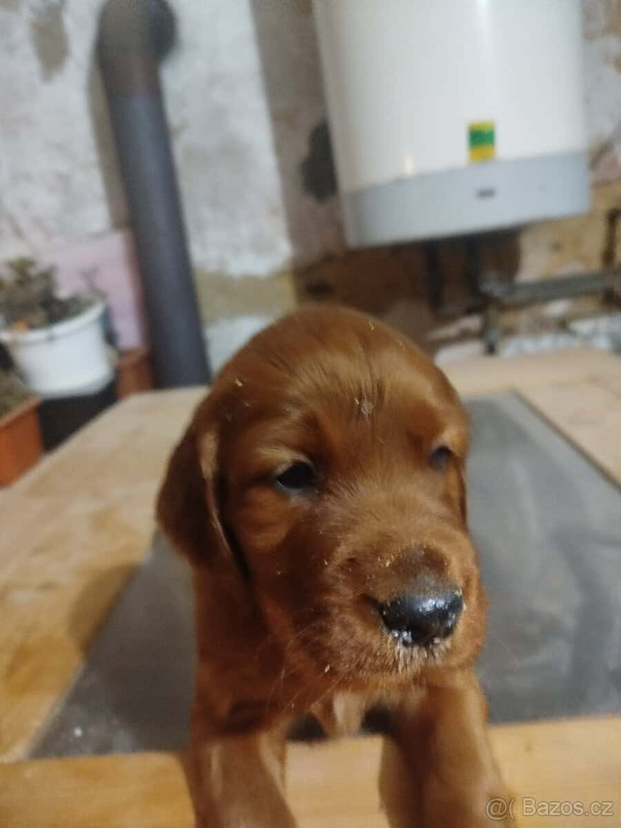 Štěňata irských setrů 4