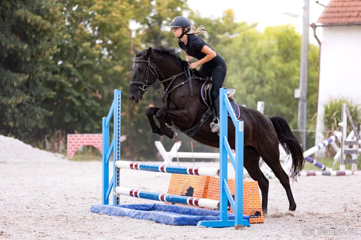 pony klisna kat. B 10