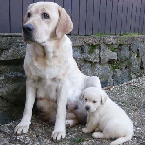 Labrador retriever 1